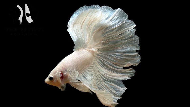 Siamese fighting fish wholesale