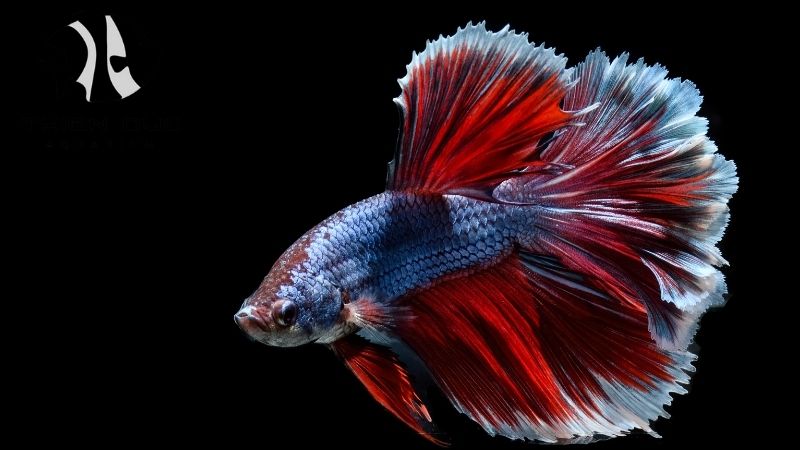 Siamese fighting fish wholesale
