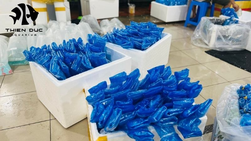 Special packaging live fish