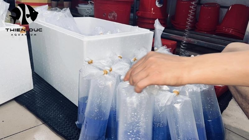 Special packaging live fish