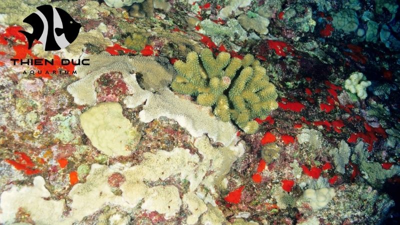 SPS coral exporter