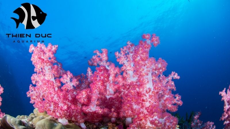 SPS coral exporter