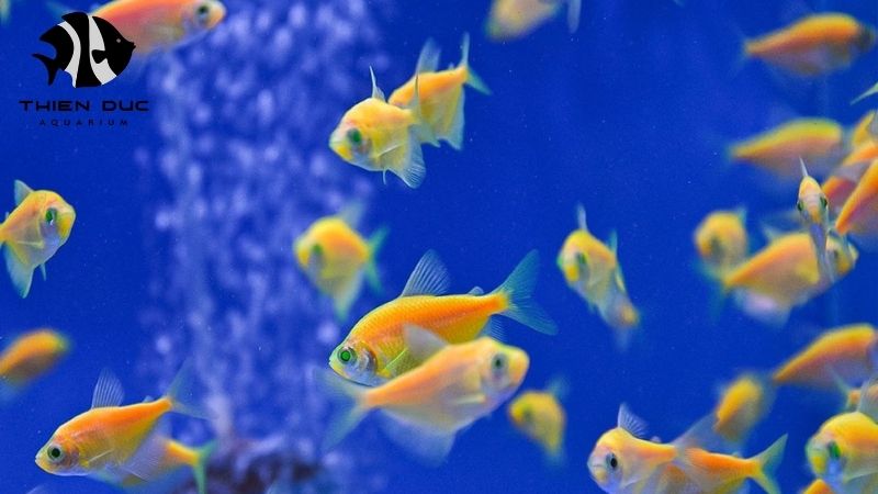 Sustainable aquarium trade