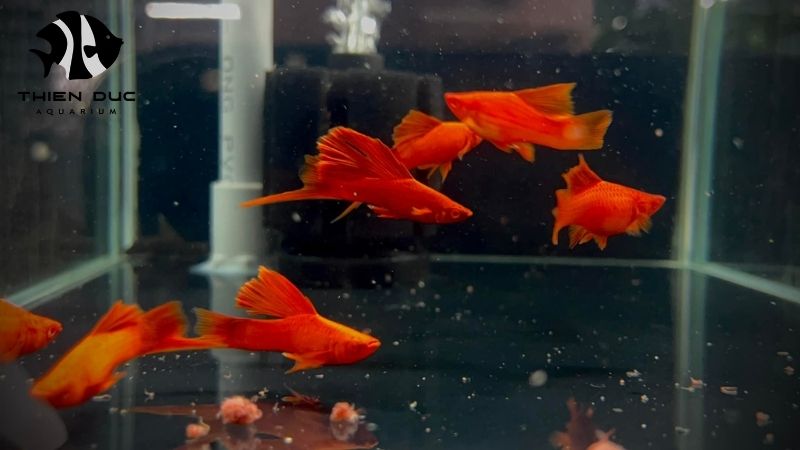 sustainable sourcing aquarium fish