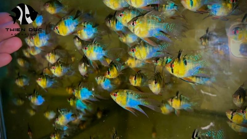 sustainable sourcing aquarium fish