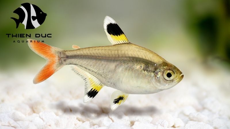 Tetra Species for Aquariums