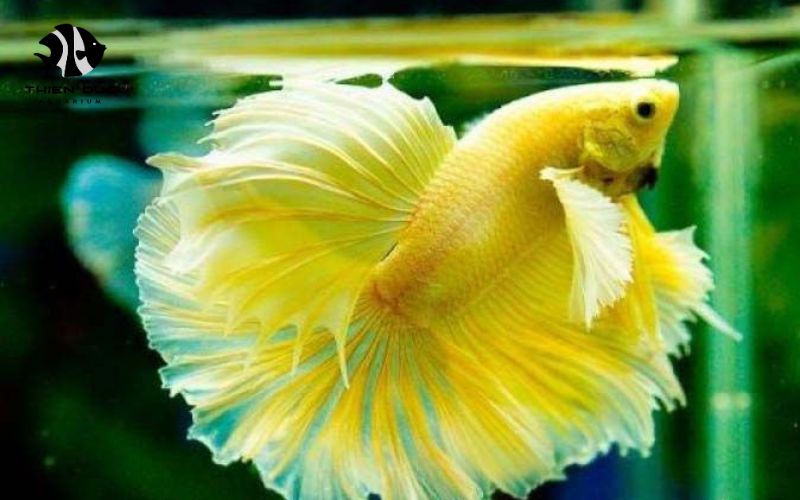 tropical fish export