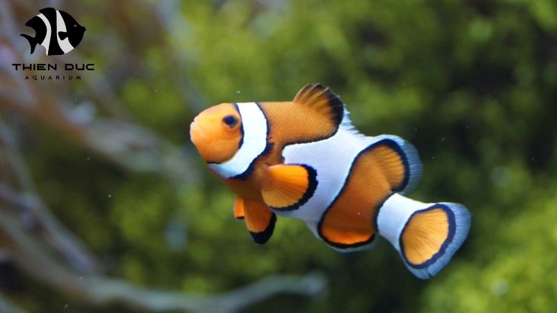 Tropical fish supplier Vietnam