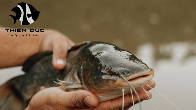 Vietnamese catfish species