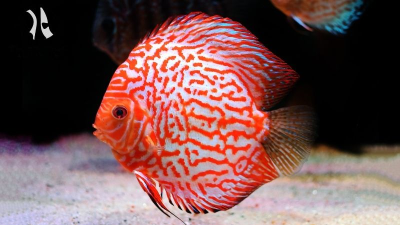 Vietnamese discus fish