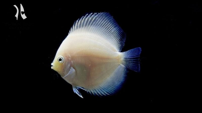 Vietnamese fish market trends