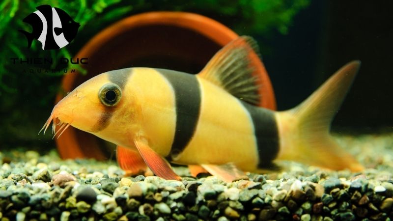 Vietnamese loaches exporter