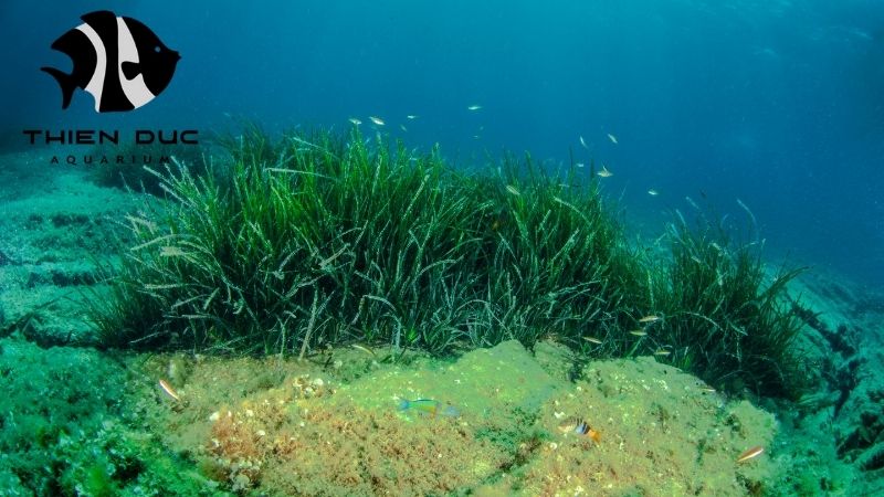 Wholesale aquatic plants EU 