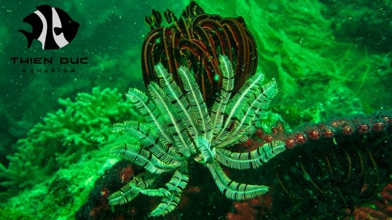 Wholesale aquatic plants EU 