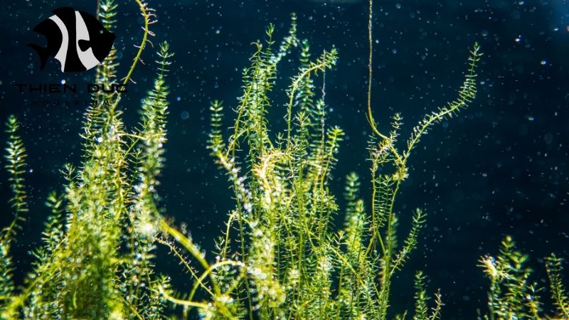 Wholesale aquatic plants EU 