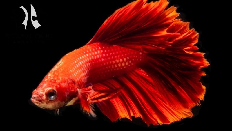 Wholesale betta fish Vietnam
