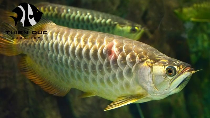 wholesale guppy fish Europe