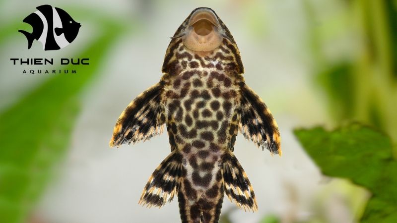 Wholesale Plecos