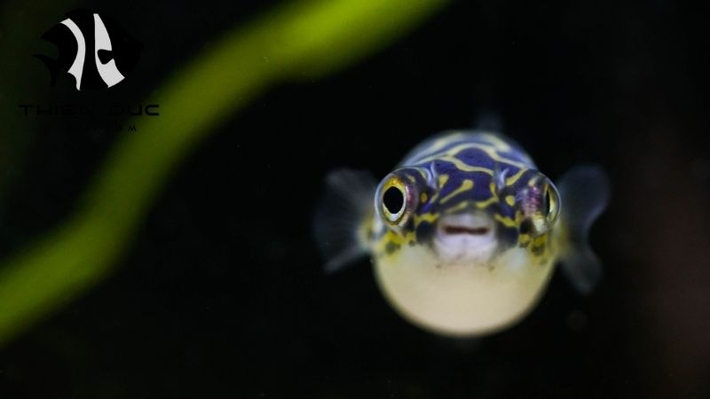 Wholesale Plecos