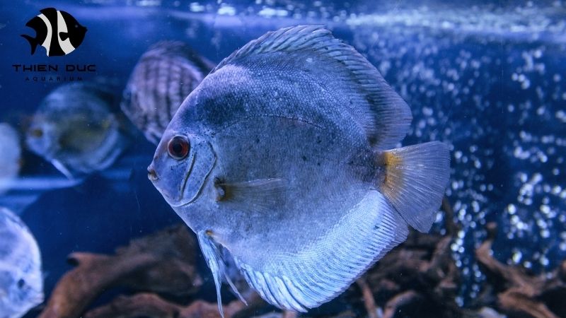 Wild Discus Fish Vietnam