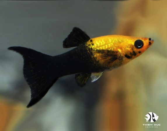 Gold Black Molly Lyra - Main Image