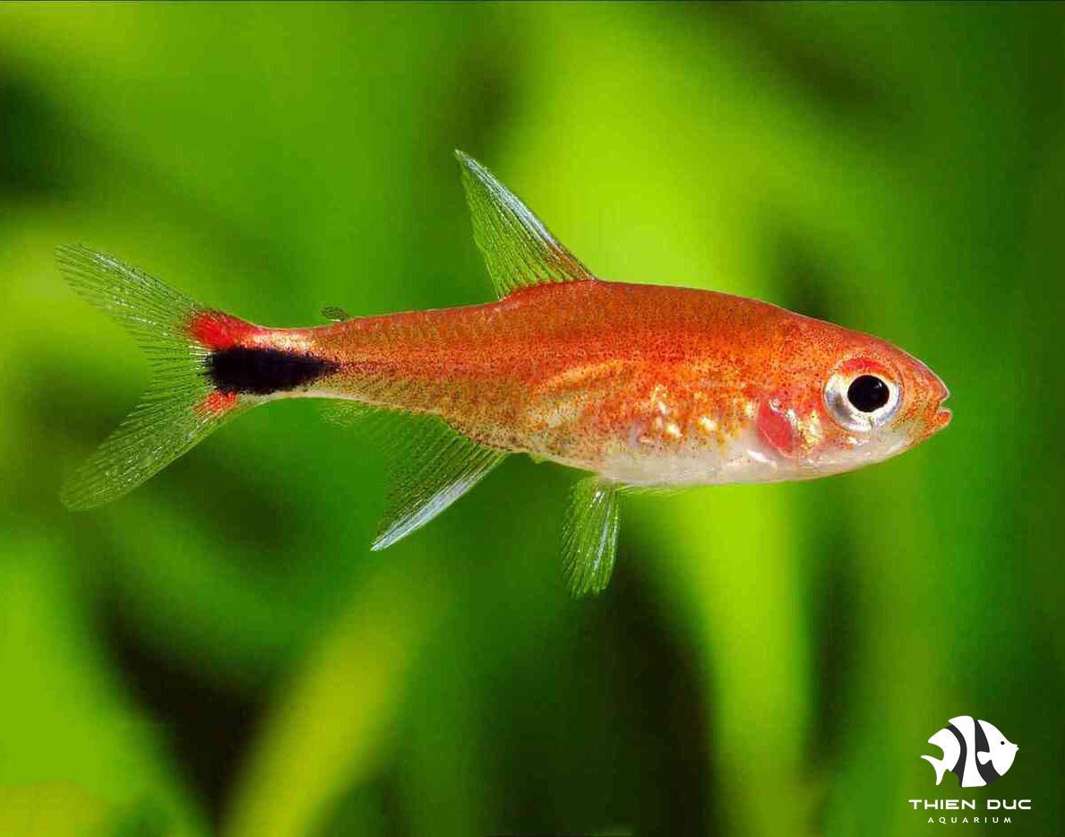 Neon rubi - Rubi Tetra- Cá cảnh Thiên Đức | Shop cá cảnh online Thiên Đức Neon rubi - Rubi Tetra- Cá cảnh Thiên Đức | Shop cá cảnh online Thiên Đức