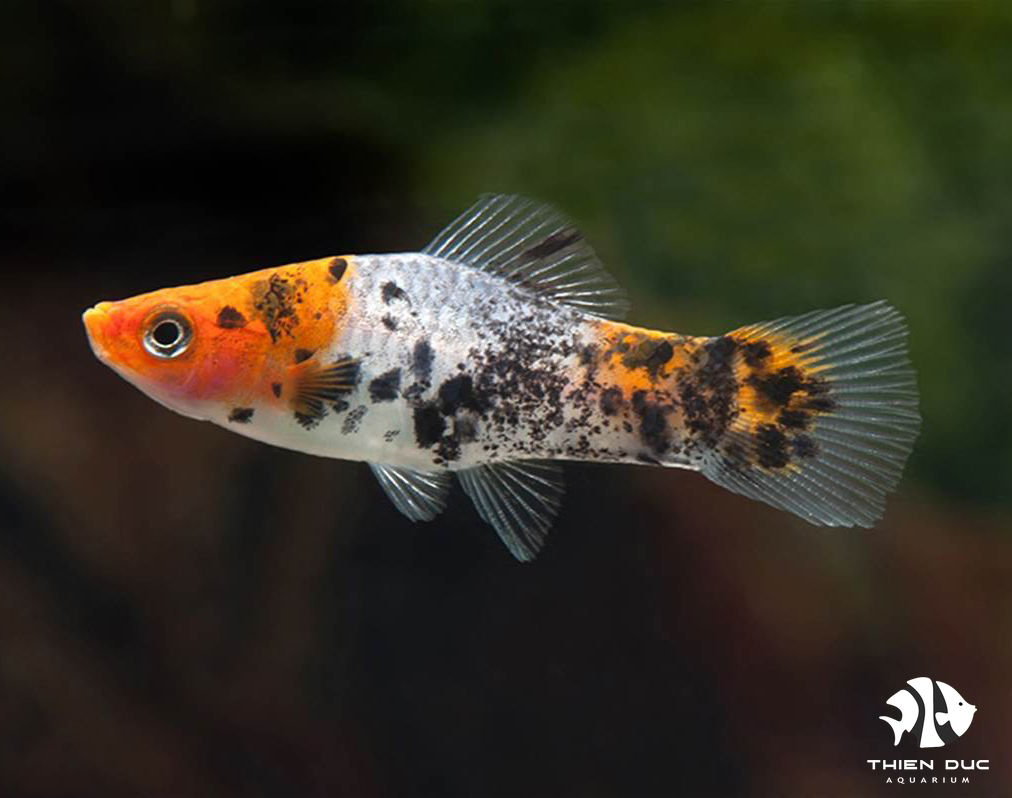 c-m-n-ba-m-u-platy-koi-c-c-nh-thi-n-c