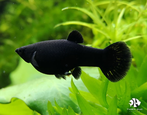 Molly Gold-Black - Poecilia Sphenops - Poissons-online