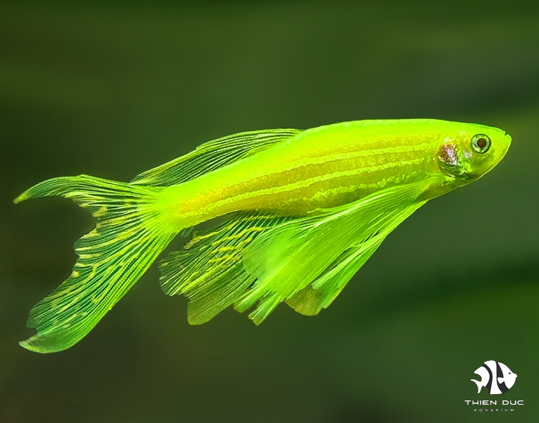 Green Danio Longfin - Main Image