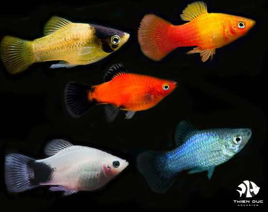 Blue platy – Melbourne Tropical Fish Blue platy – Melbourne Tropical Fish