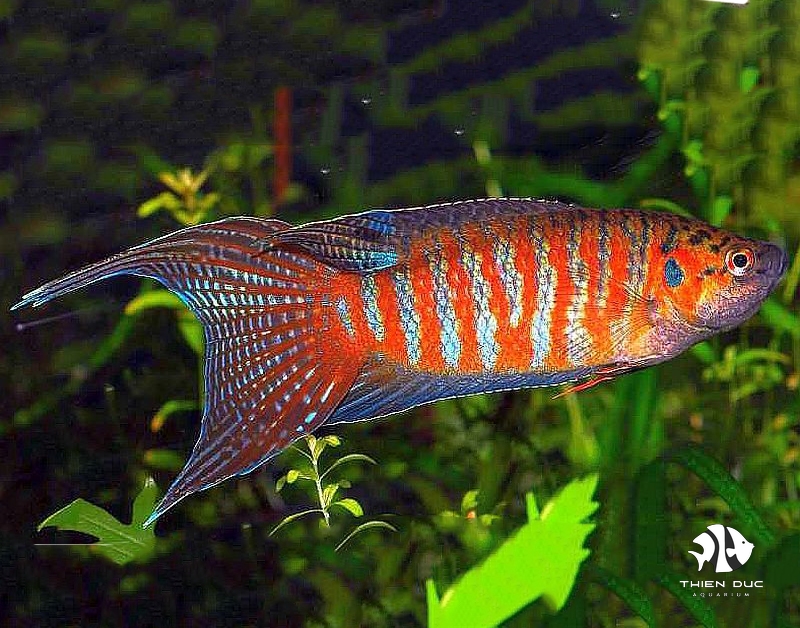 Cá Cờ Paradise - Paradise Fish- Cá cảnh Thiên Đức | Shop cá cảnh online ...