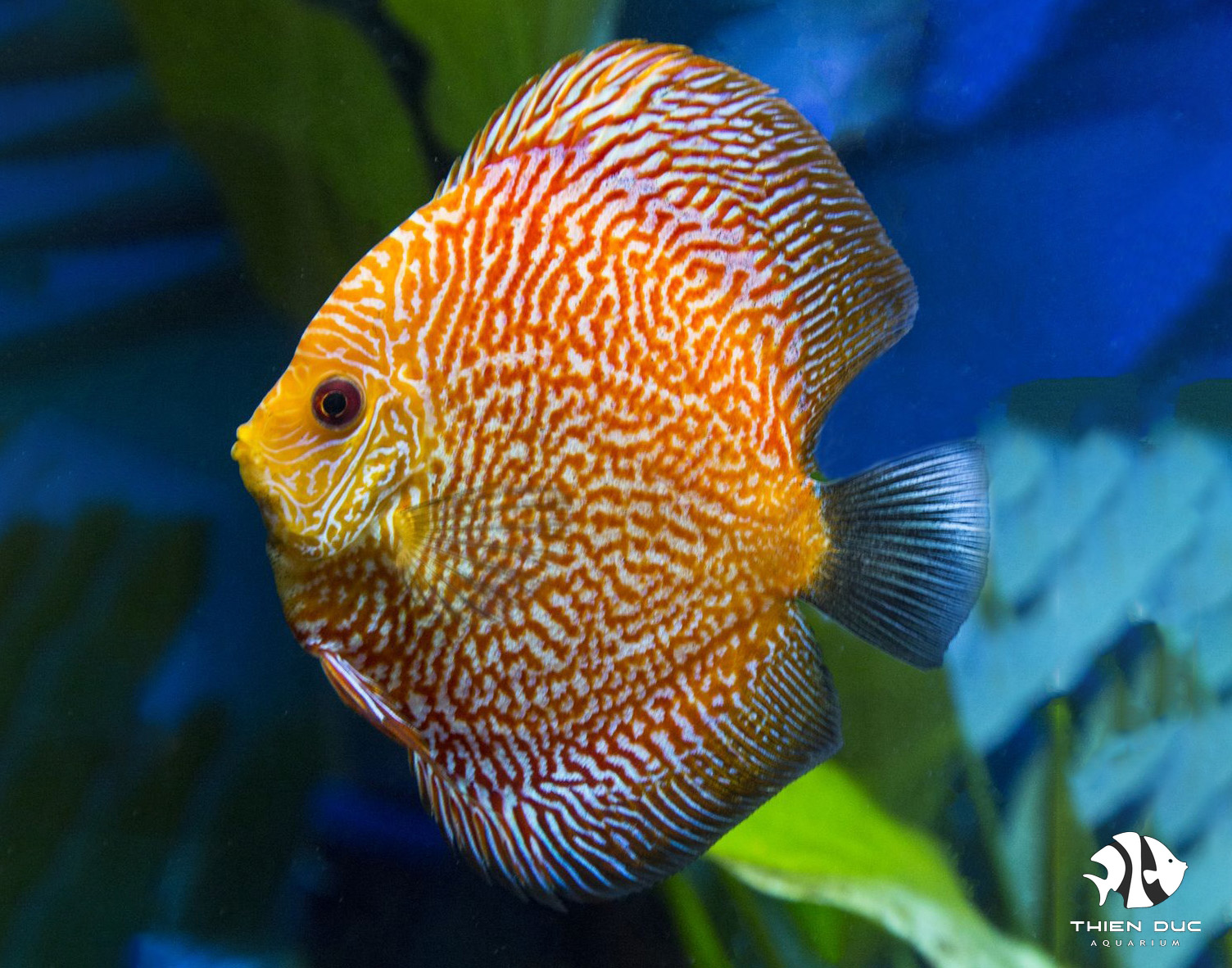 Snakeskin Discus Fish