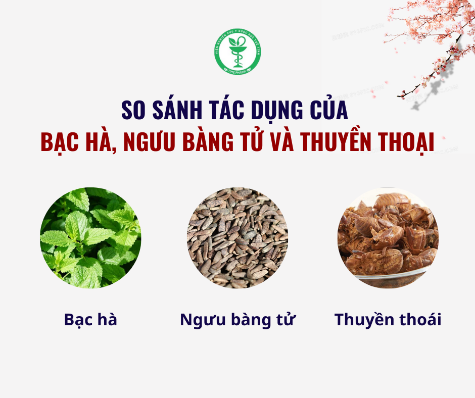 So sánh tác dụng của ba vị thuốc Bạc hà, Ngưu bàng tử và Thuyền