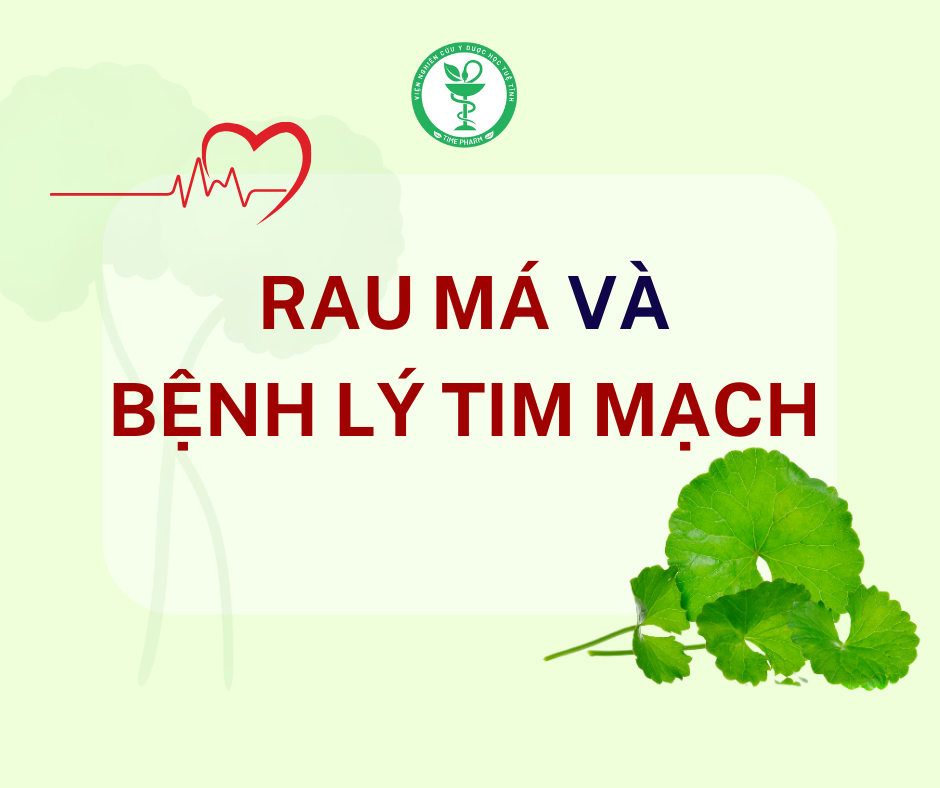 Rau má và tác dụng chữa bệnh