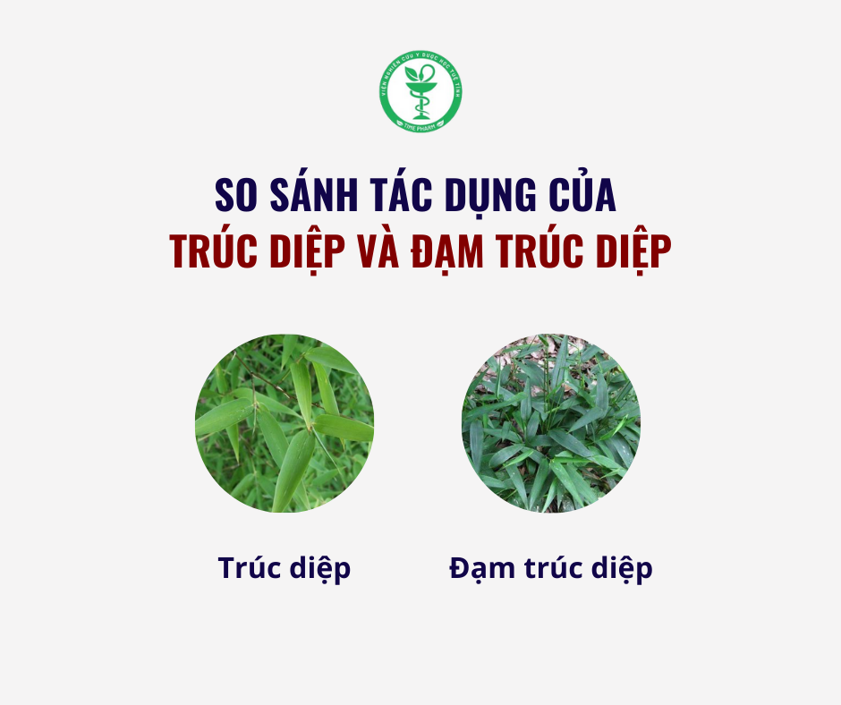 So sánh tác dụng của hai vị thuốc Trúc diệp và Đạm trúc diệp