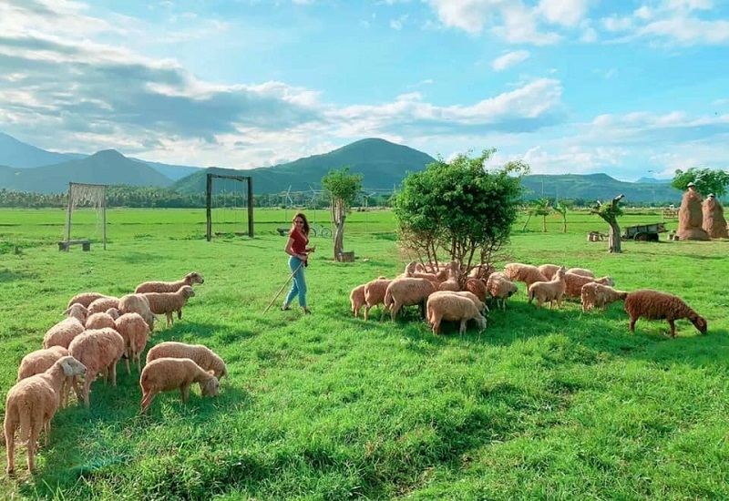 Tour Vĩnh Phúc - Nha Trang - Ninh Thuận - Vĩnh Phúc 4 ngày 3 đêm
