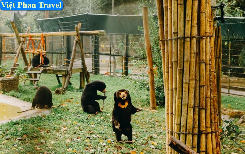 Tour Tam Đảo - Trung tâm Cứu hộ Gấu 1 ngày