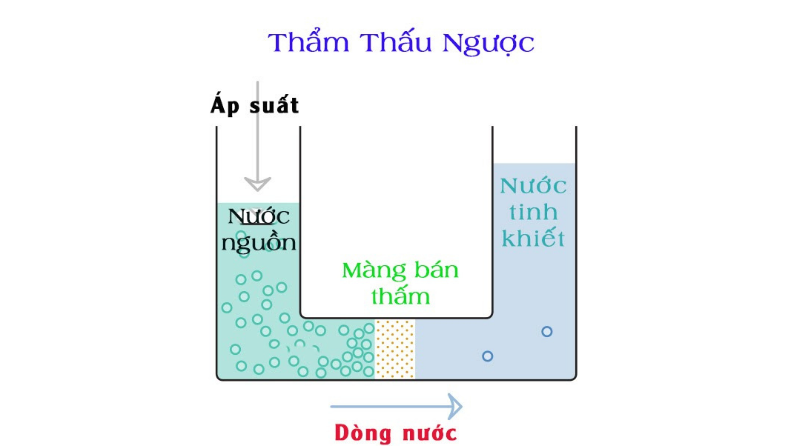 cn-tham-thau-nguoc.png