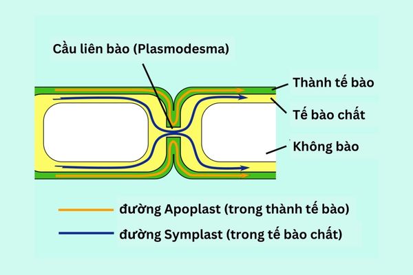 Sự khác biệt giữa Apolast và Symplast.