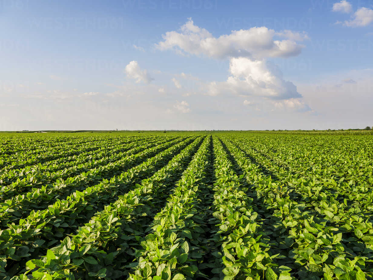 phan biet axit amin axit fulvic va axit humnic