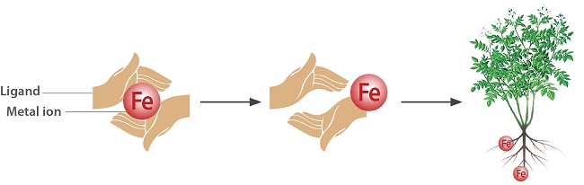Phối tử bao bọc ion kim loại để tạo thành phân bón vi lượng Chelate.