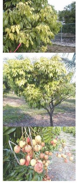 Hình 1: Các triệu chứng thiếu Sắt điển hình trên cây vải.