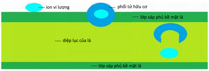 Hình 2: Sơ đồ cho thấy phân bón lá chelate xuyên qua lớp sáp phủ trên bề mặt lá 