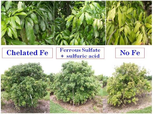 Hình 3: Cây được bón Fe(II) Chelate (Chelated Fe) phát triển xanh tốt hơn hẳn 2 cây còn lại.