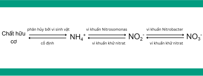 khoáng hóa nito hữu cơ