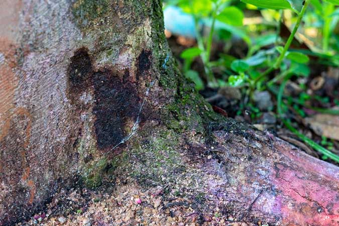 Bệnh nứt thân xì mủ do nấm Phytophthora.