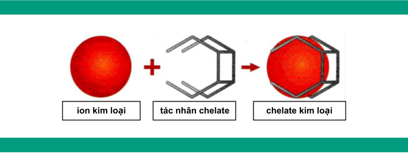 Cơ chế tạo thành Chelate kim loại.