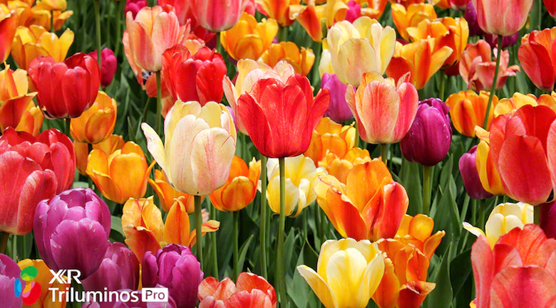 Android Tivi OLED Sony 4K 55 inch XR-55A90J