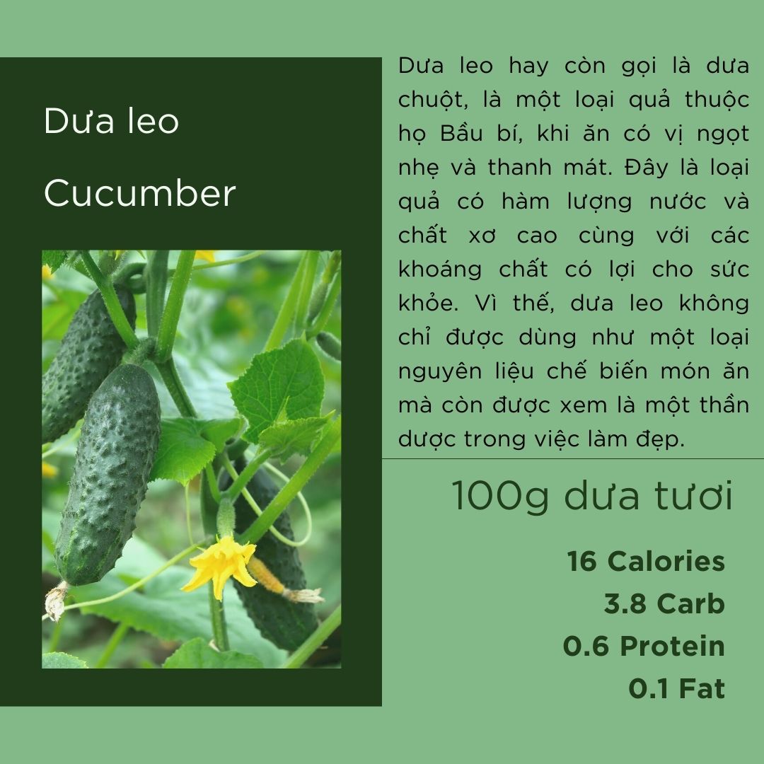 Dưa leo - Cucumber