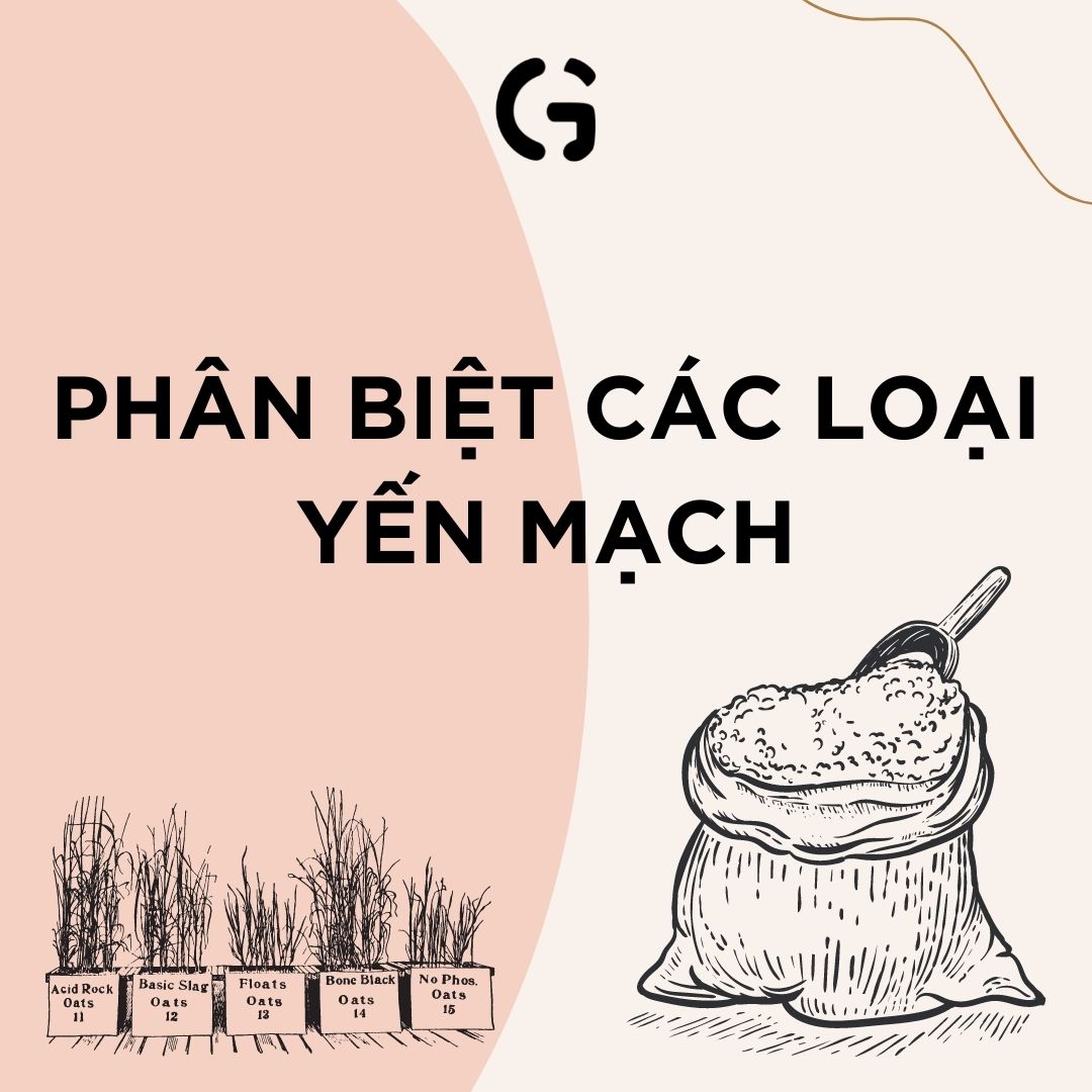 Phân biệt các loại yến mạch